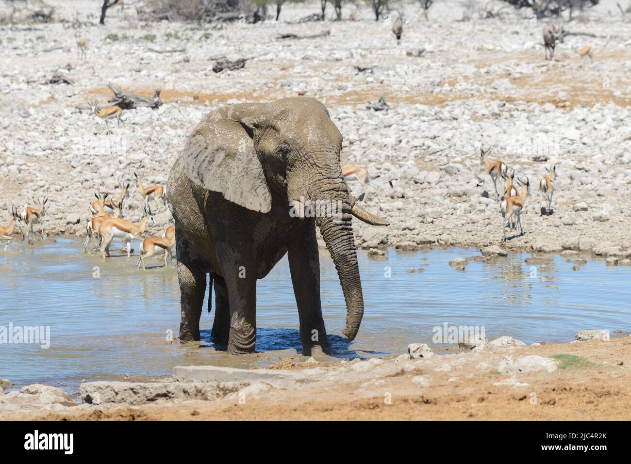 Wild african elephant on the waterhole in the savanna Stock Photo - Alamy