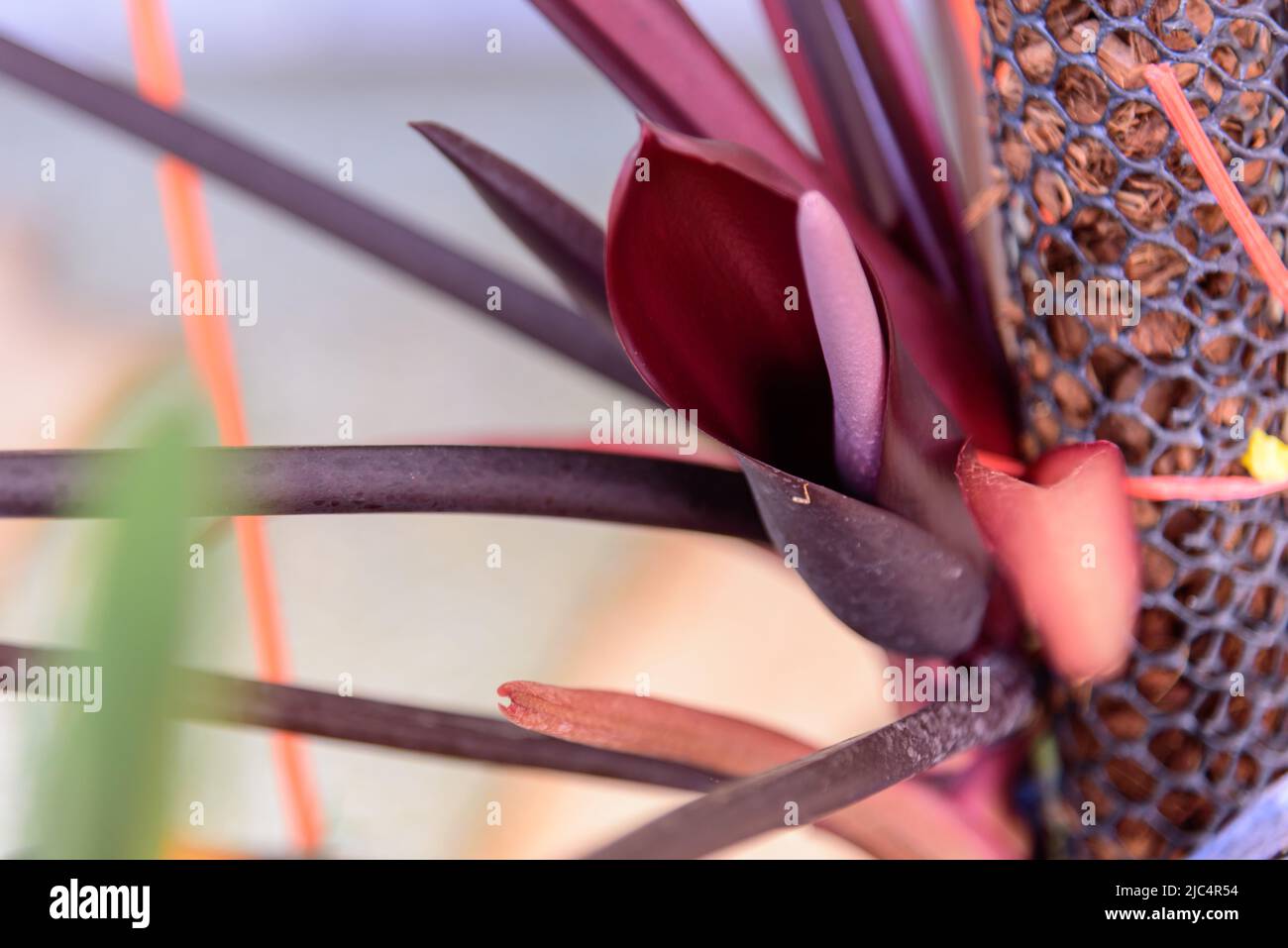 Closeup to Philodendron Majesty pollen inside in the pot Stock Photo - Alamy