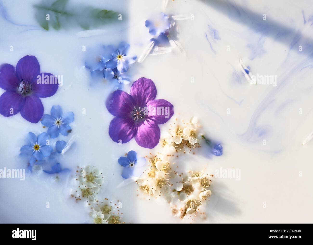 Wildflowers in milky water with paint streaks. Purple and blue. Abstraction, background image. Tenderness and weightlessness. Stock Photo