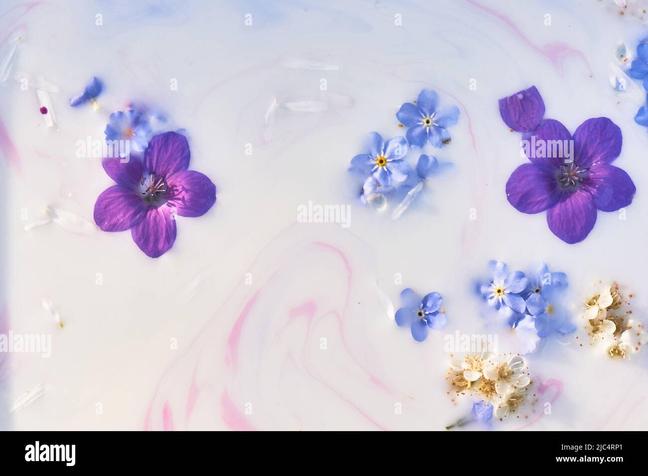 Wildflowers in milky water with paint streaks. Purple and blue. Abstraction, background image. Tenderness and weightlessness. Stock Photo