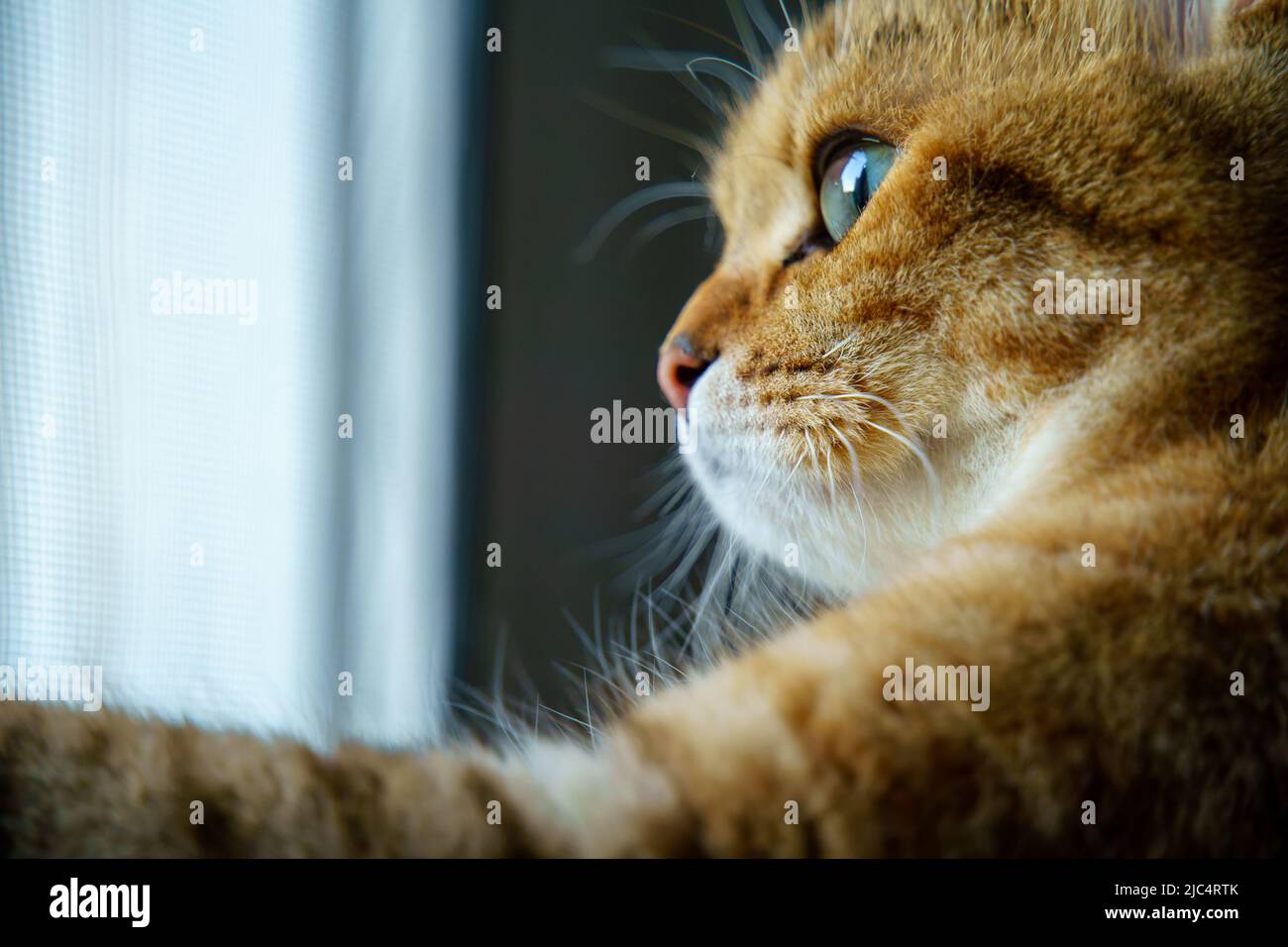 Cute British Shorthair kitten Stock Photo
