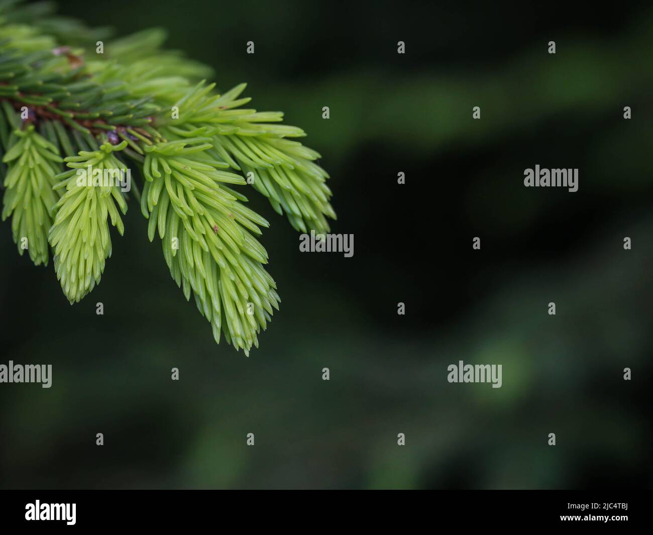 Yound light green shoots of the European spruce (latin name: Picea abies) in Serbia Stock Photo