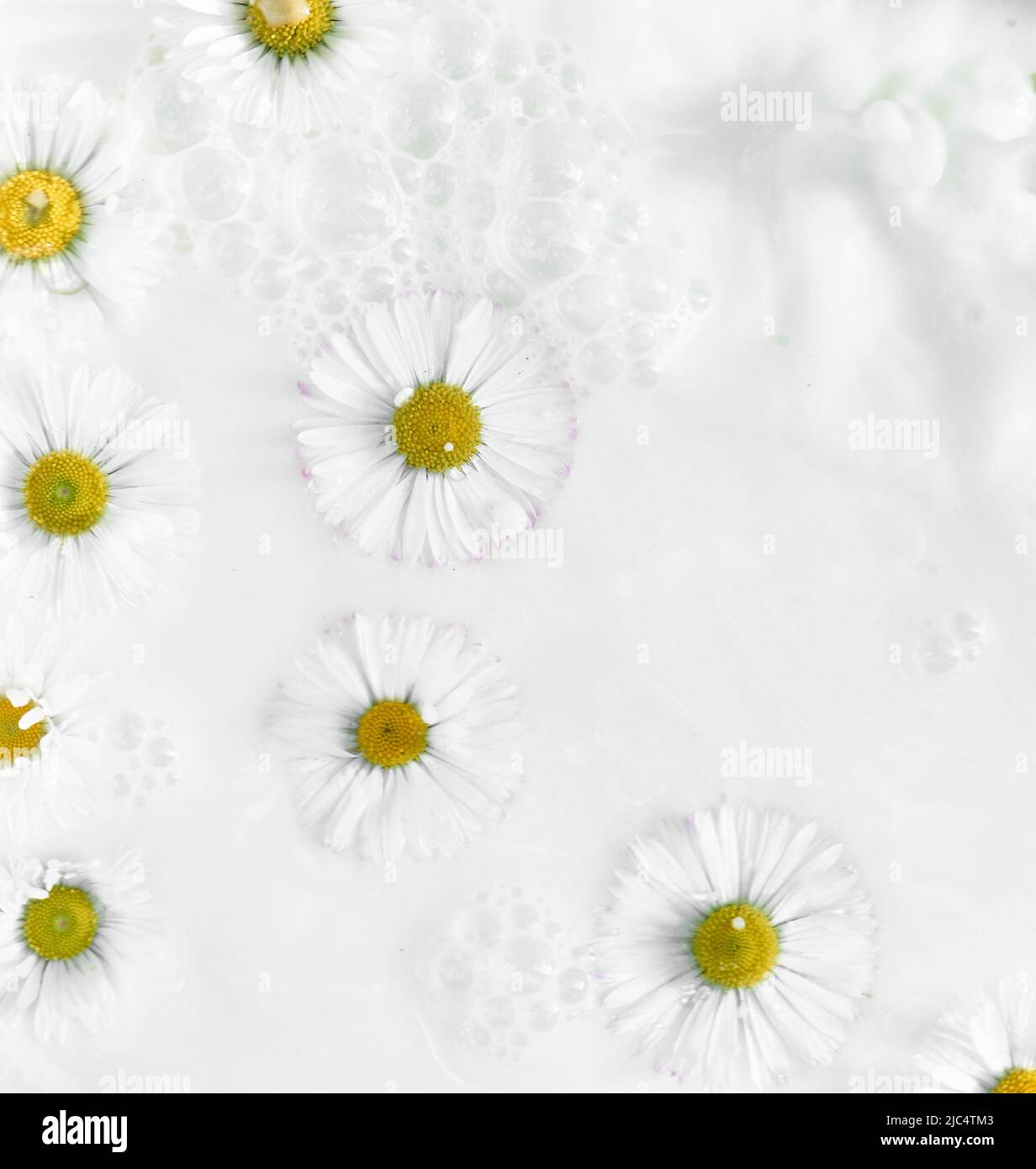 Chamomile in milk water. Herbal treatment and baths. Care and nurturing. Soothing, anti-inflammatory. Abstract background Stock Photo
