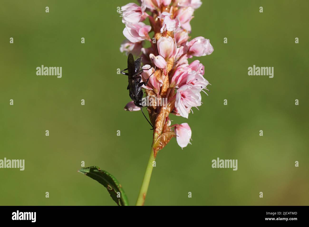 Auplopus carbonarius. Family spider wasps (Pompilidae) walking on a pink flower of Himalayan bistort (Bistorta affinis), family Polygonaceae. Spring, Stock Photo