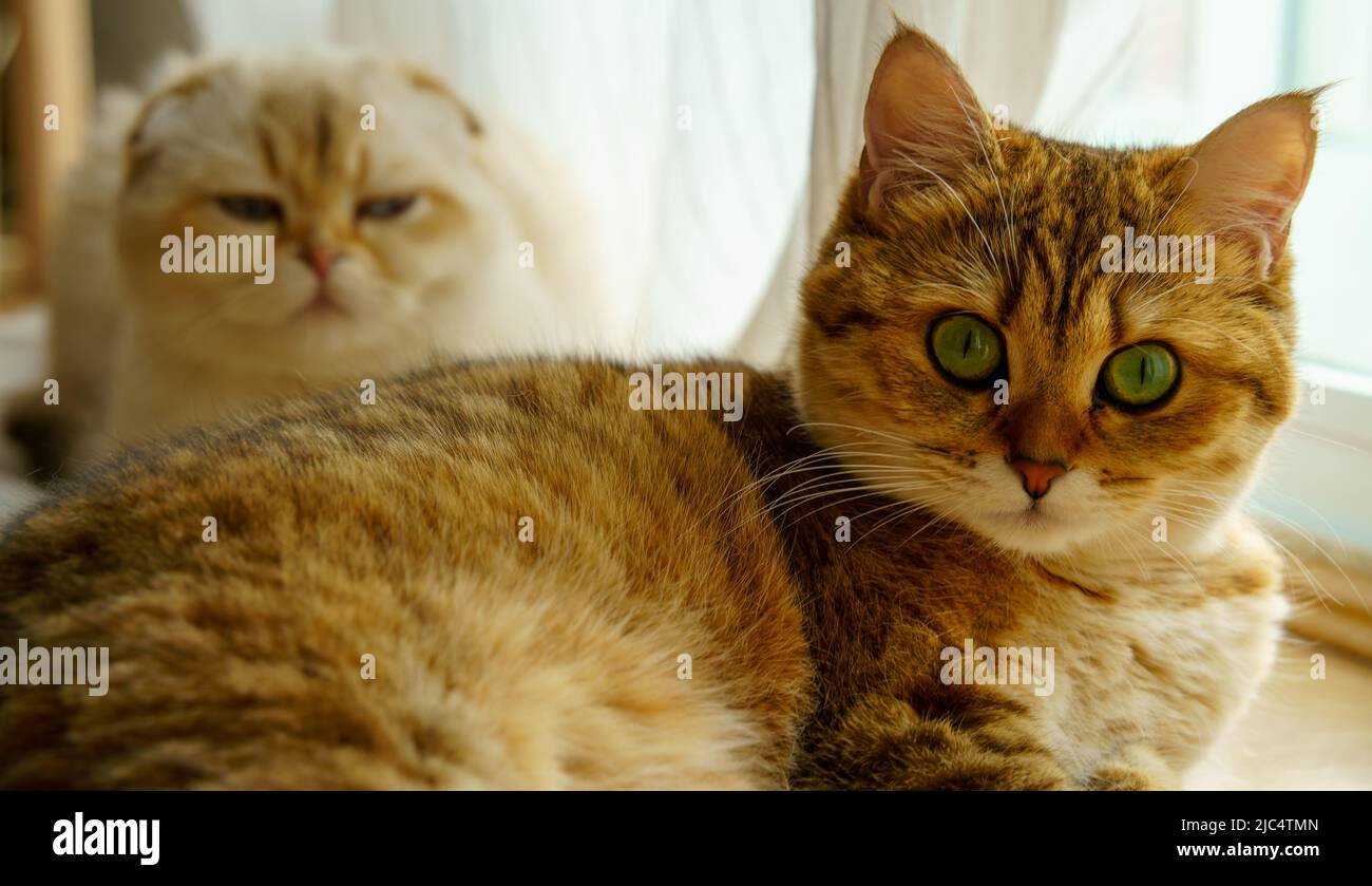Cute British Shorthair kitten Stock Photo