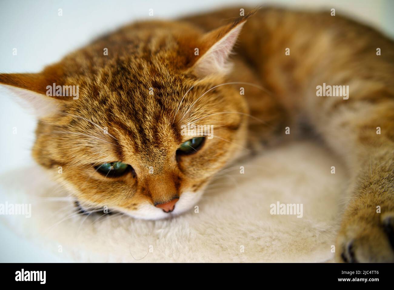 Cute British Shorthair kitten Stock Photo
