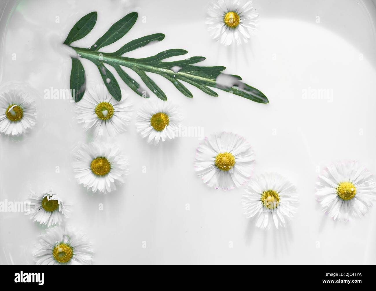 Chamomile in milk water. Herbal treatment and baths. Care and nurturing. Soothing, anti-inflammatory. Abstract background Stock Photo