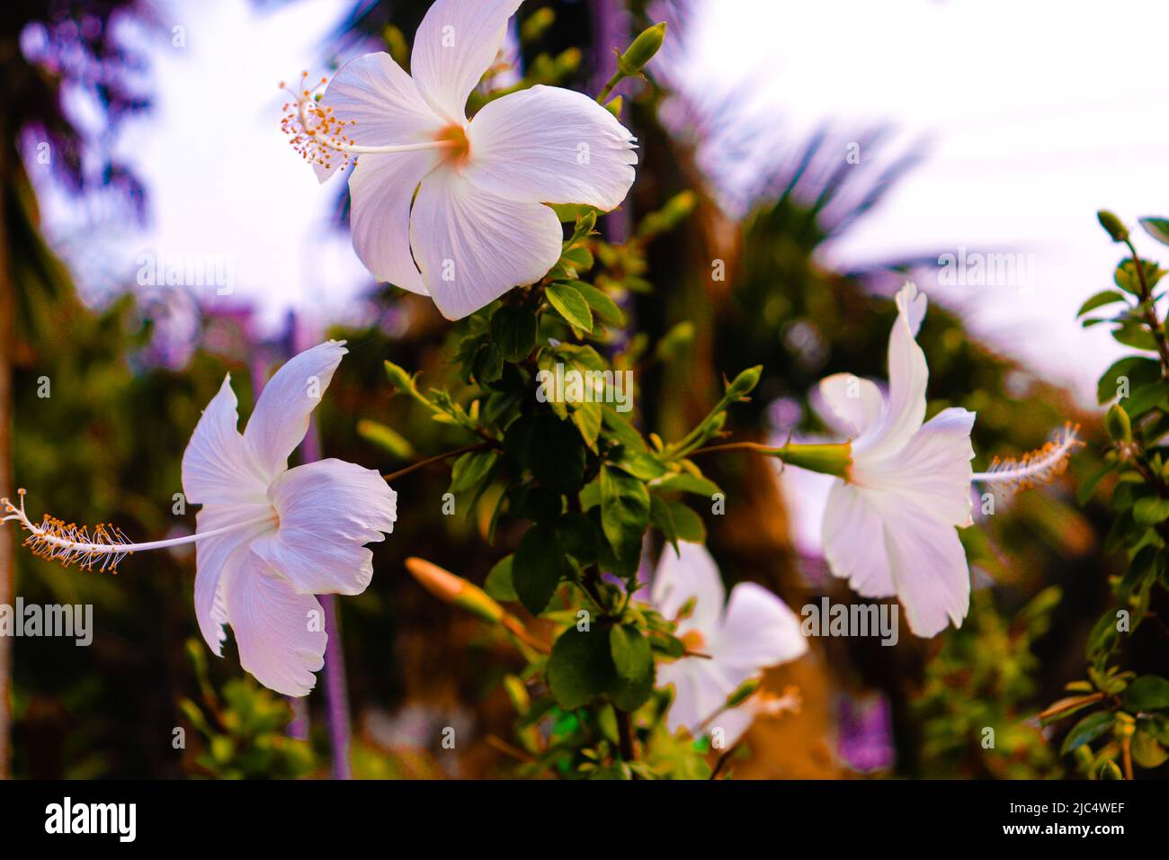 white hibiscus flowers. Stock Photo