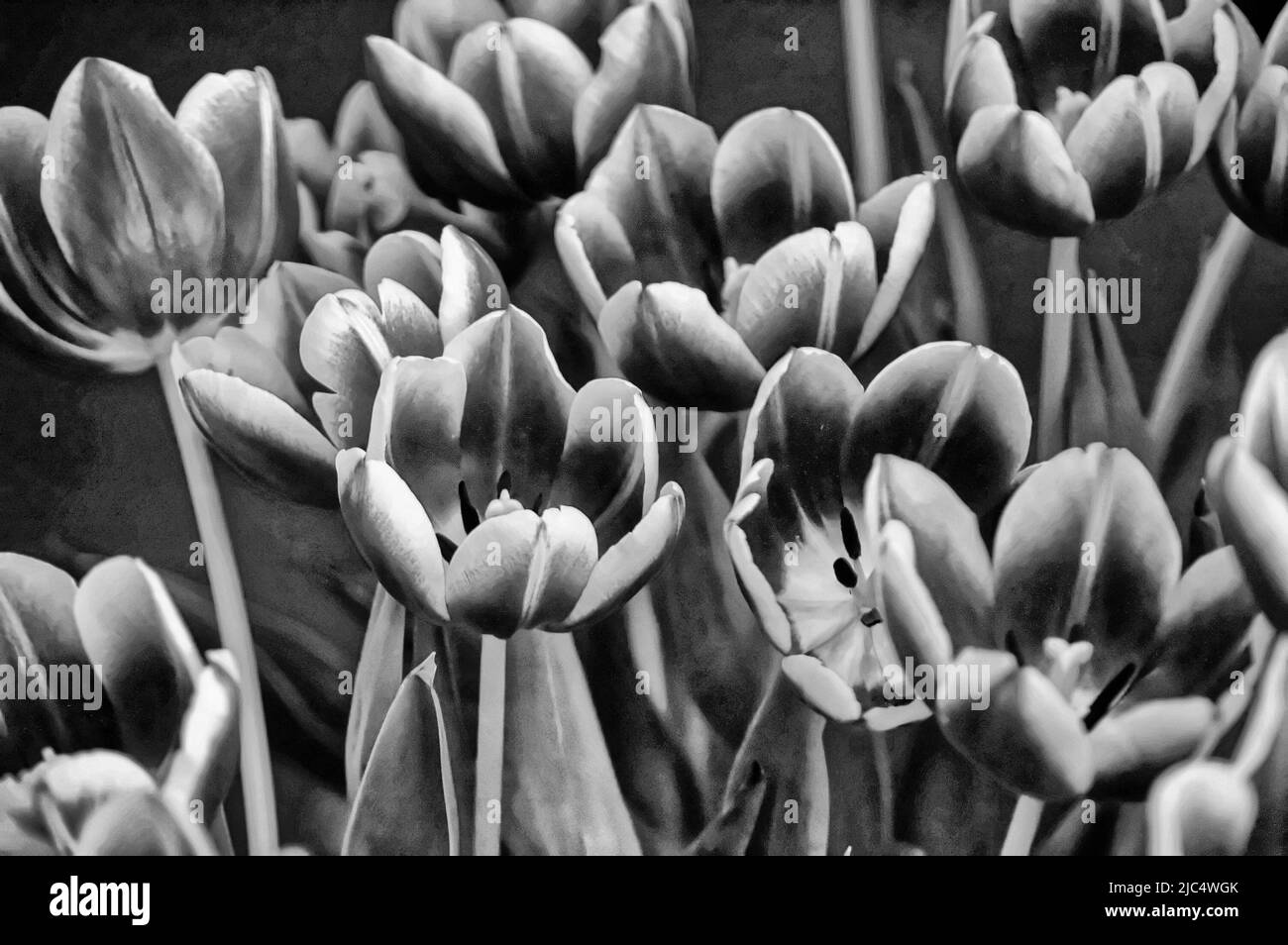 Tulips Black and White Stock Photos & Images - Alamy