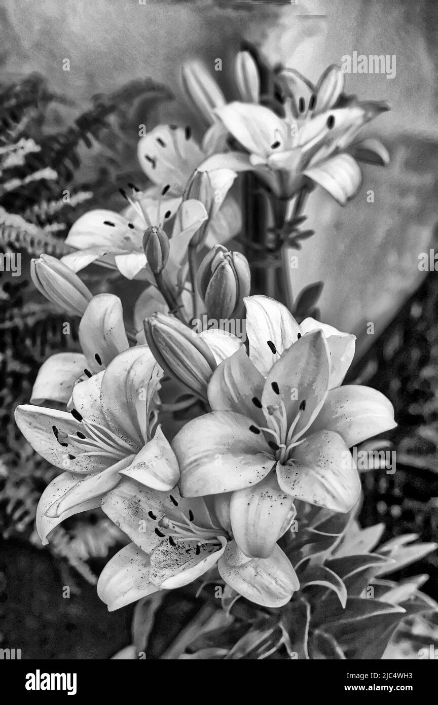 Pictures of lilies Black and White Stock Photos & Images - Alamy