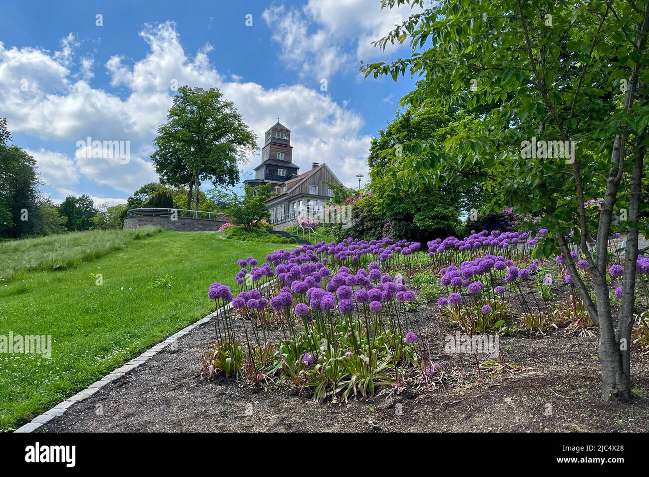 Patch of blooming Giant Onions and a meadow in the Public Park Nordpark in Wuppertal, Germany. Nordpark Terrassen in the background. Sunny day and blu Stock Photo