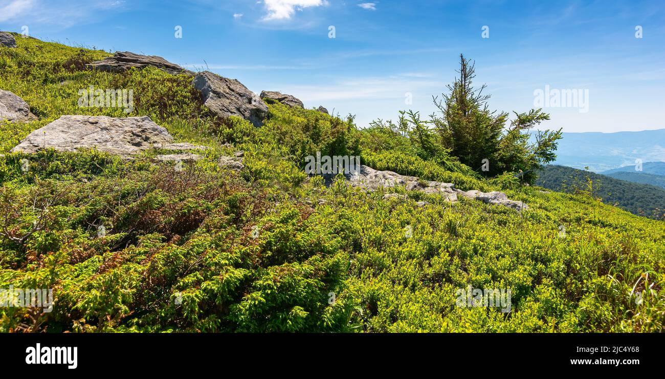 trees and rocks on a green grassy alpine meadow. beautiful summer landscape in mountains. sunny weather with clouds on the sky Stock Photo