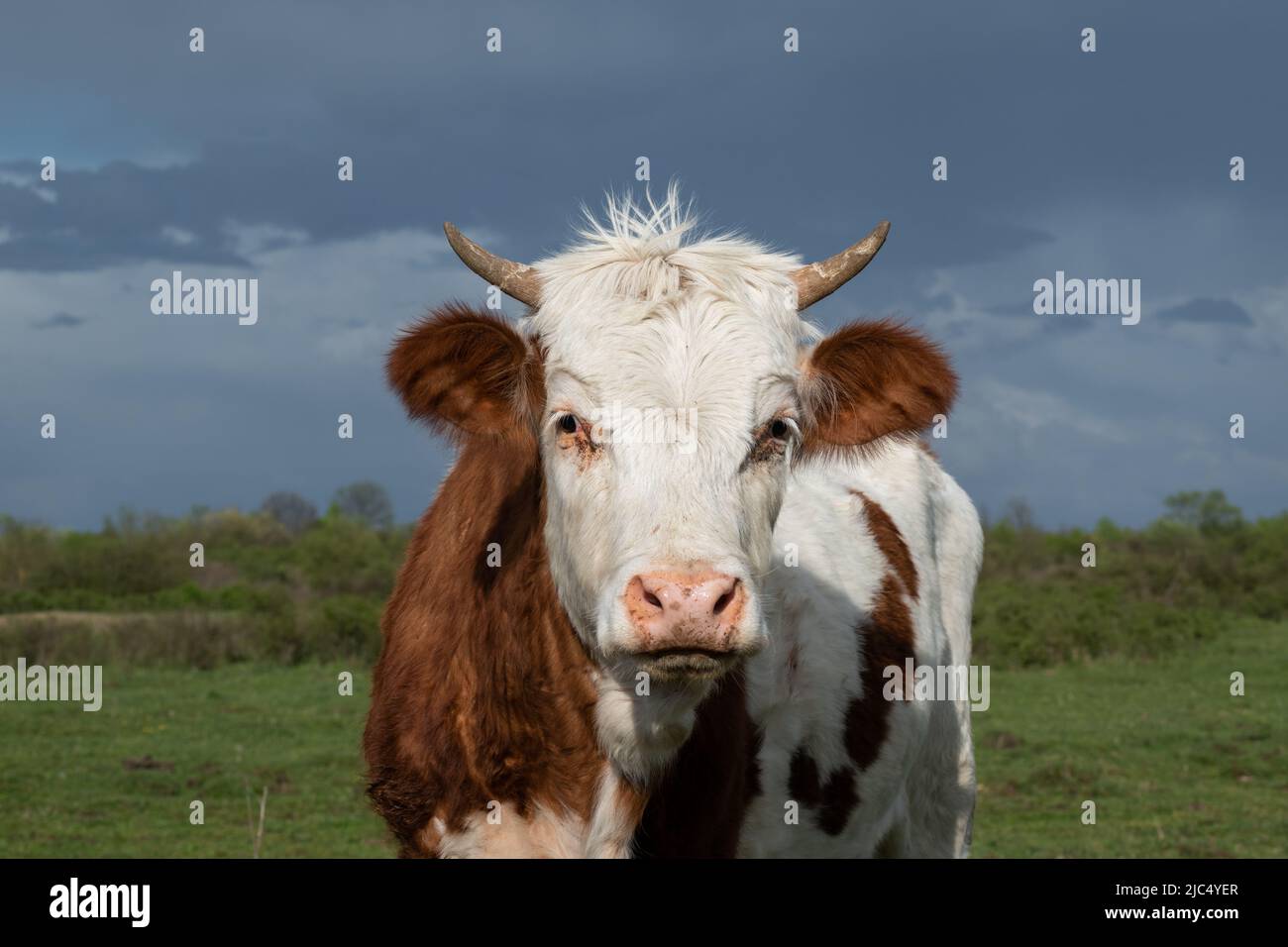 Close up of cow staring toward camera, animal in pasture against dark cloud Stock Photo
