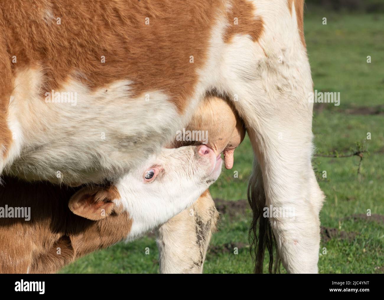 Calf drink milk from udder close up, cow suckle calf Stock Photo