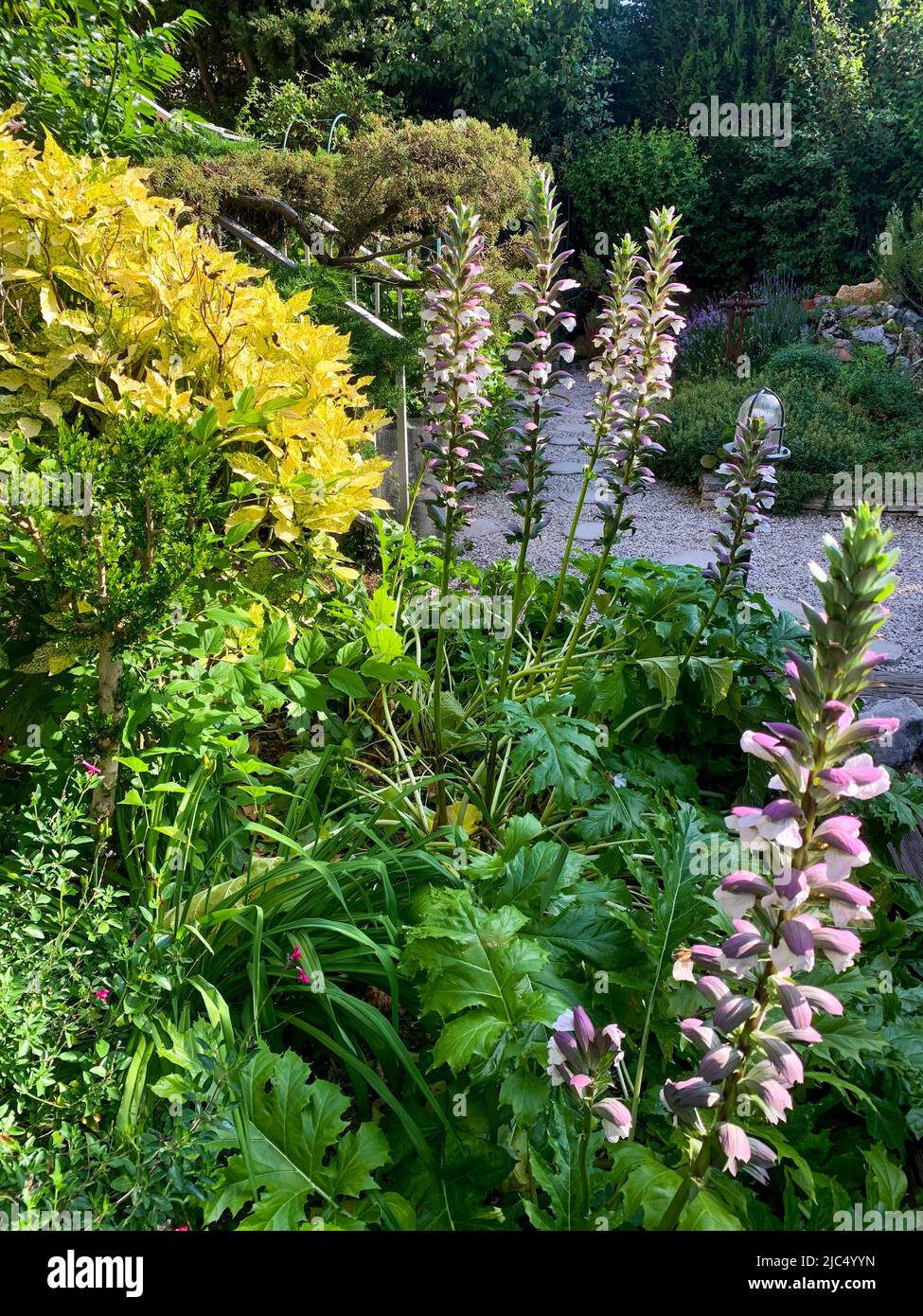 Flowering Acanthus in a private pleasure garden, Bron, France Stock