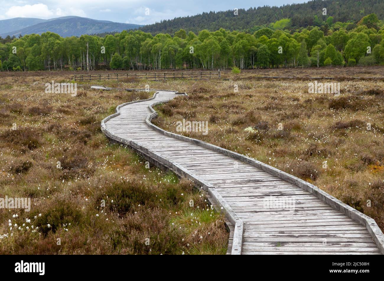 A boardwalk through the raised bog at Parkin’s Moss, Muir of Dinnet National Nature Reserve, Dinnet, Scotland Stock Photo