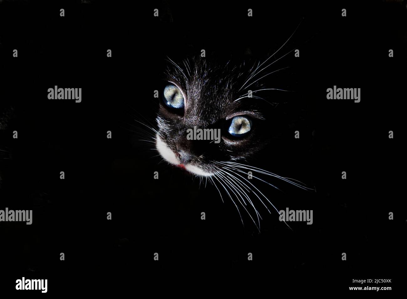 Kitten's face on black background. Stock Photo