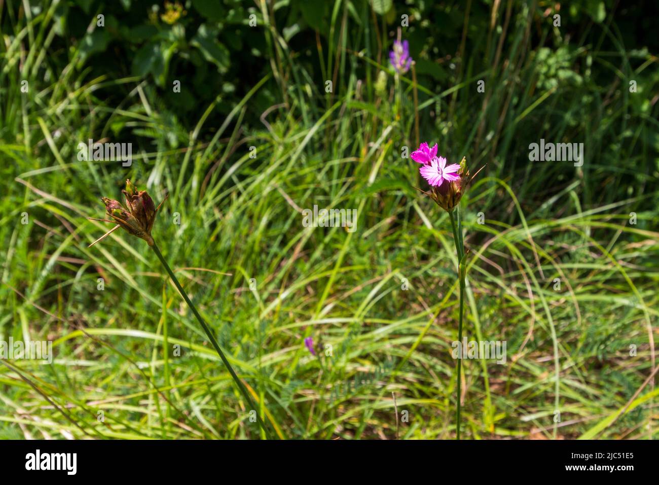 Carthusian pink (Dianthus carthusianorum) flower on Kogelberg, Burgenland, Austria Stock Photo