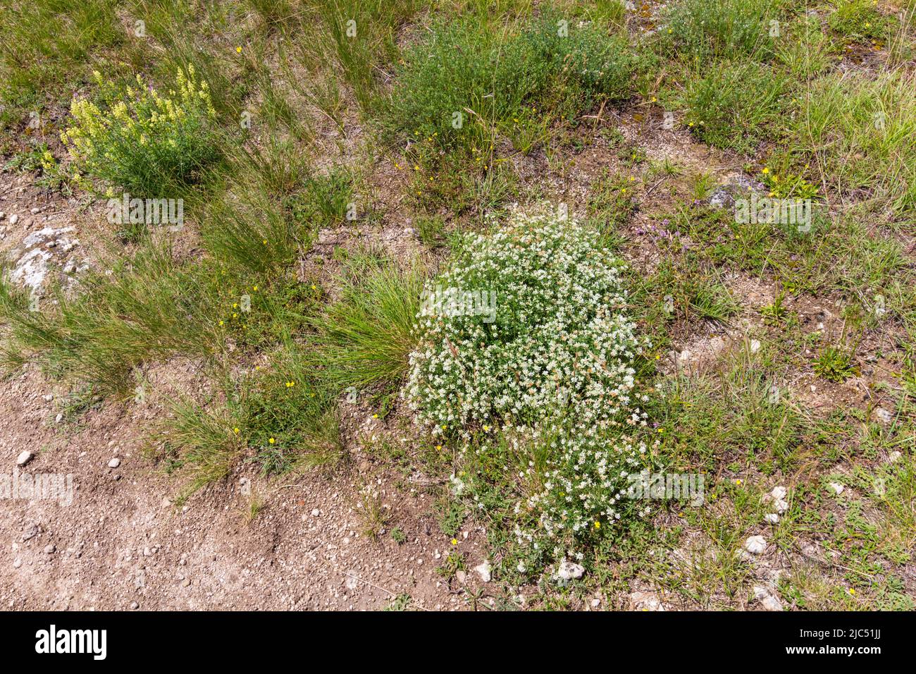 Prostrate Canary clover, badassi (Lotus dorycnium), St Margarethen im Burgenland, Austria Stock Photo