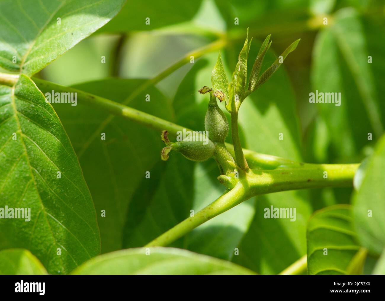 Young walnuts on the tree close up. Stock Photo
