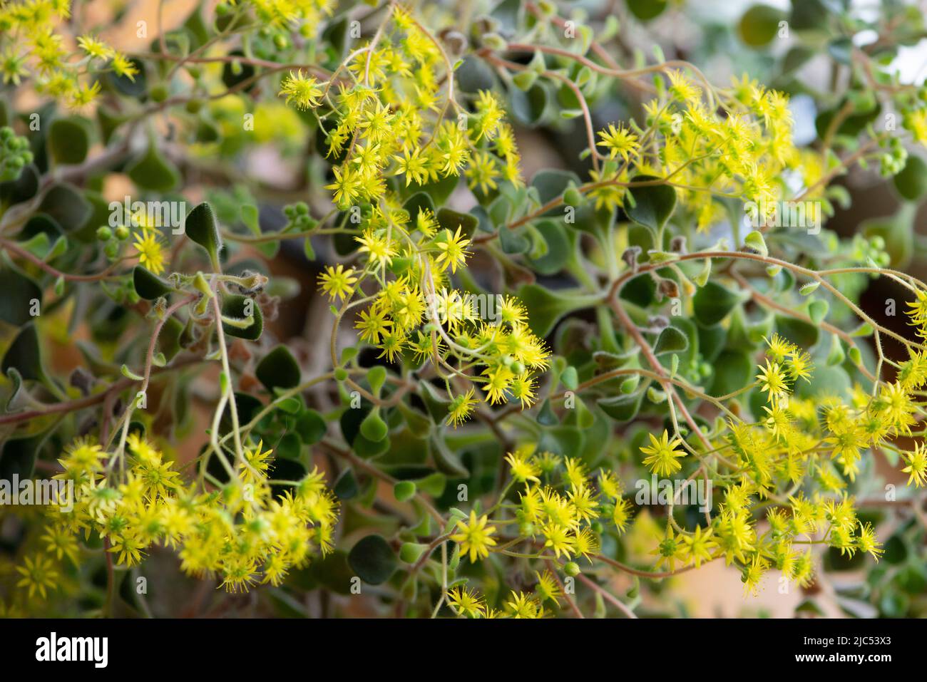 Yellow flowers of Aichryson Bethencourtianum plant close-up. Stock Photo