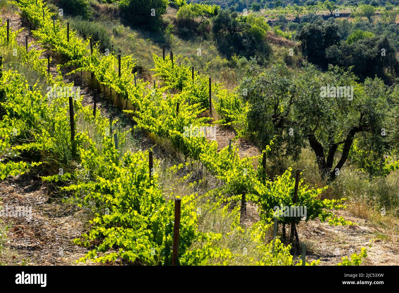 landscape of vineyards in the Priorat wine region in Tarragona in Spain