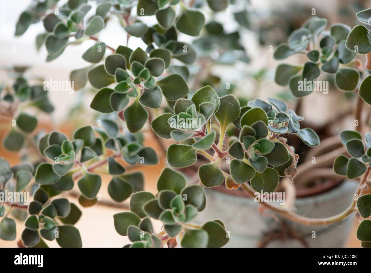 Aichryson Bethencourtianum leaves close-up. Rare decorative desert plant. Stock Photo