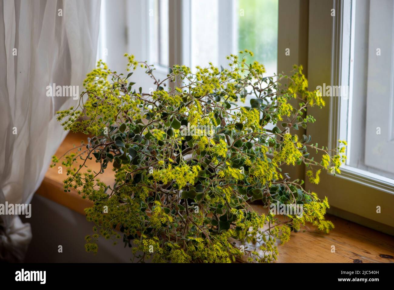 Aichryson Bethencourtianum plant with yellow flowers in the pot on windowsill. Stock Photo