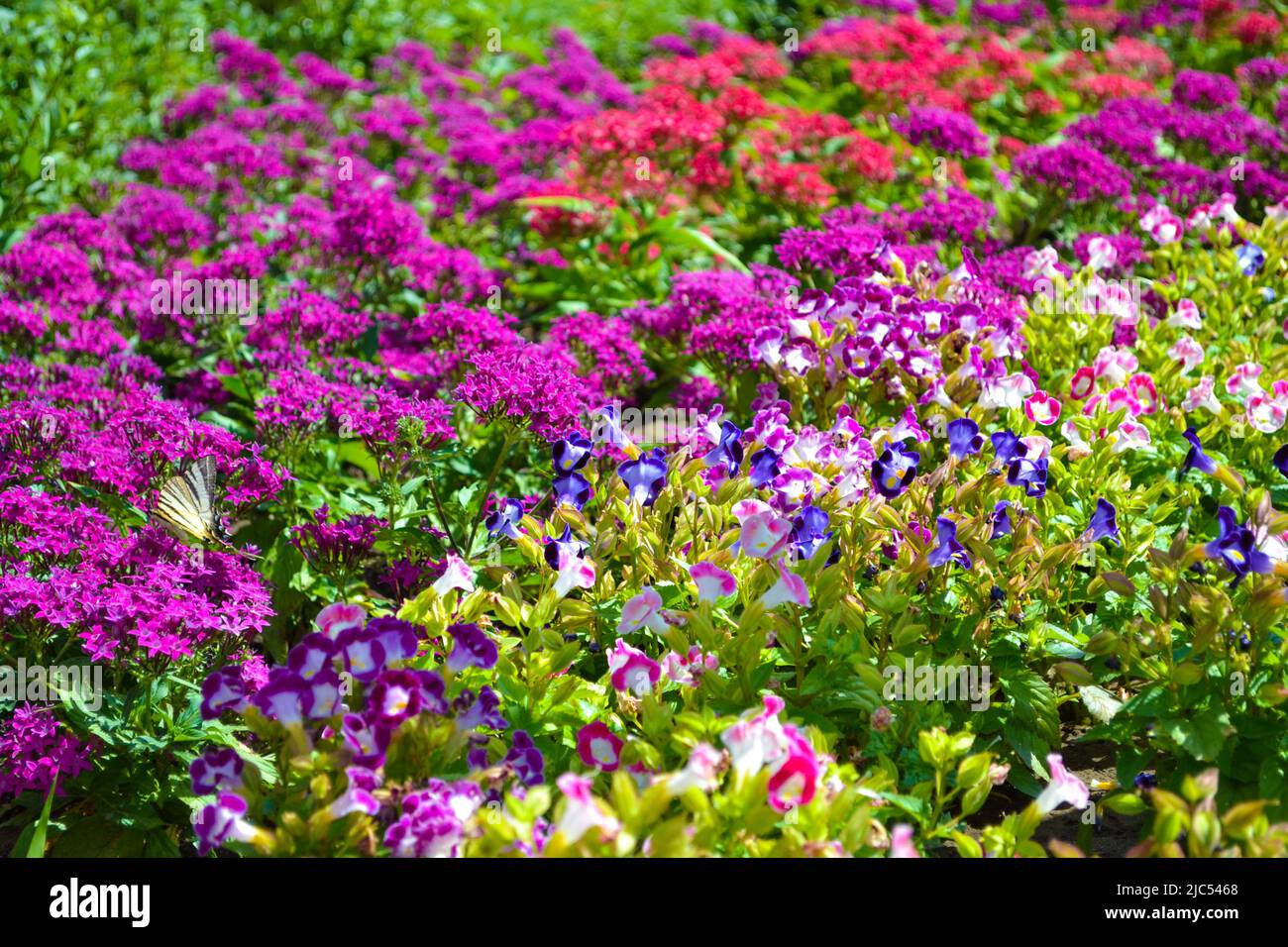 Protographium marcellus, the zebra swallowtail butterfly on pink