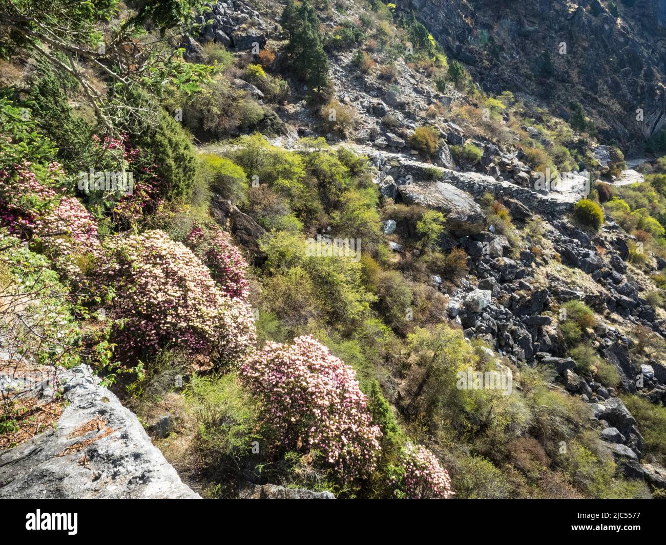 Tree rhododendrons growing at 3681m along the trekking route to Tengboche near Sanasa, Khumbu. Stock Photo