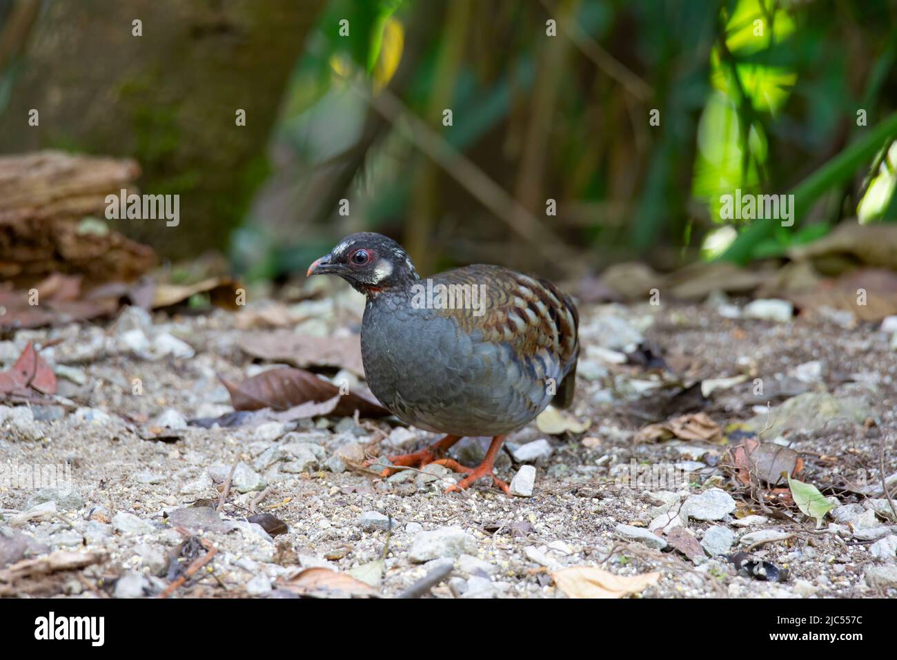 Single or group Malayan Partridges feeding on ground Stock Photo Alamy