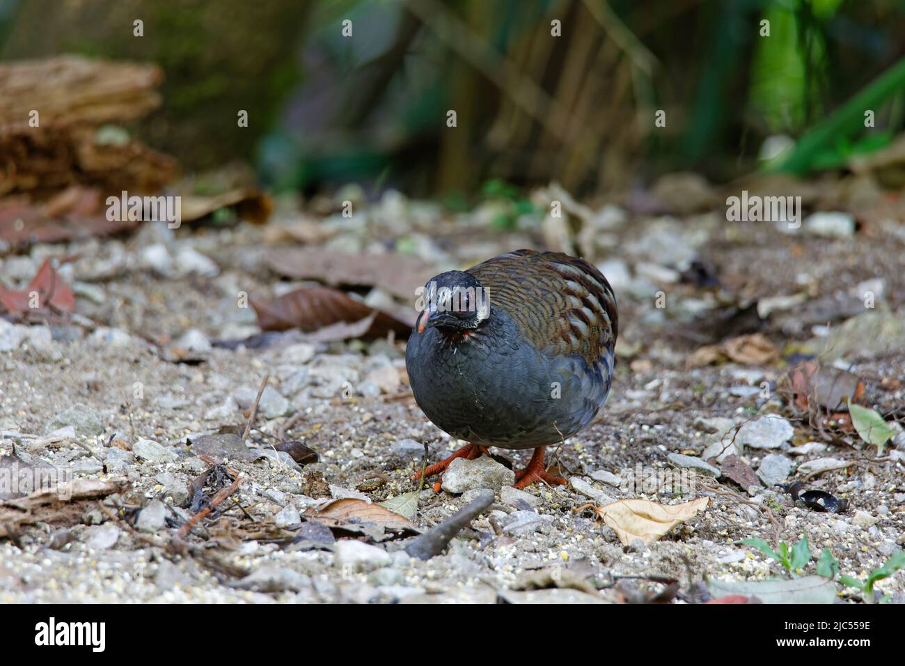 Single or group Malayan Partridges feeding on ground. Stock Photo