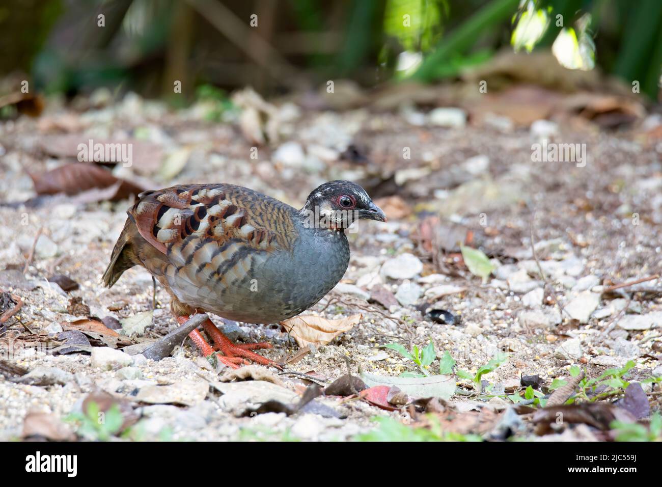 Single or group Malayan Partridges feeding on ground. Stock Photo