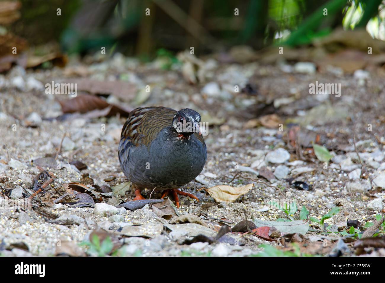 Single or group Malayan Partridges feeding on ground. Stock Photo
