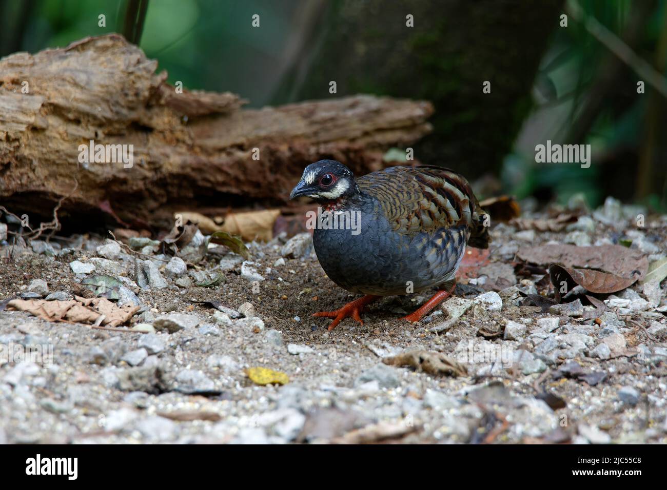 Single or group Malayan Partridges feeding on ground Stock Photo Alamy