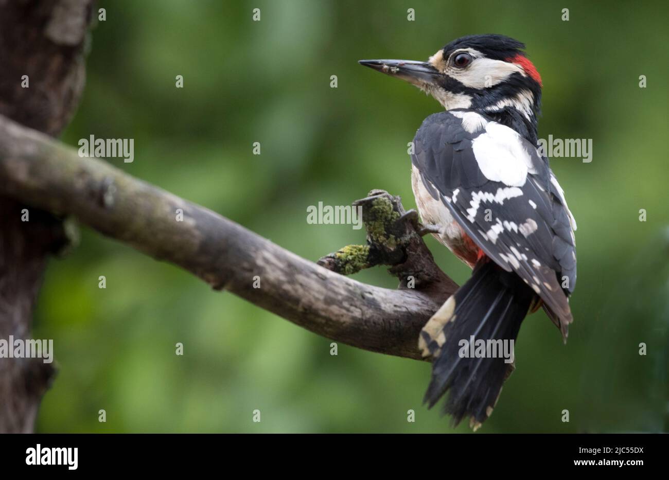 Adult Greater spotted woodpecker Dendrocopos major perched on branch of dead tree Cotswolds UK Stock Photo