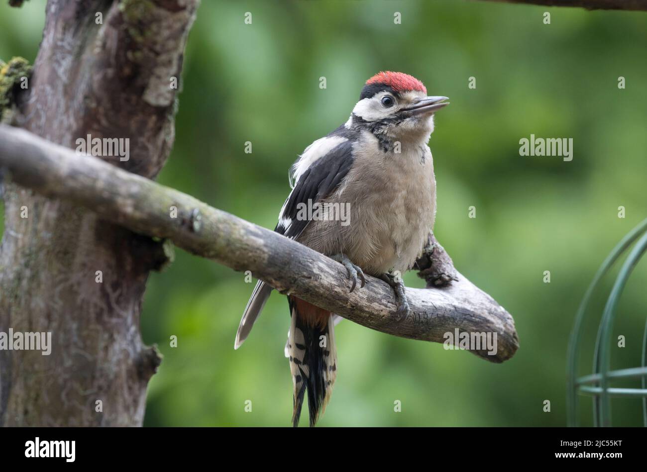 One juvenile Greater spotted woodpecker Dendrocopos major Cotswolds UK