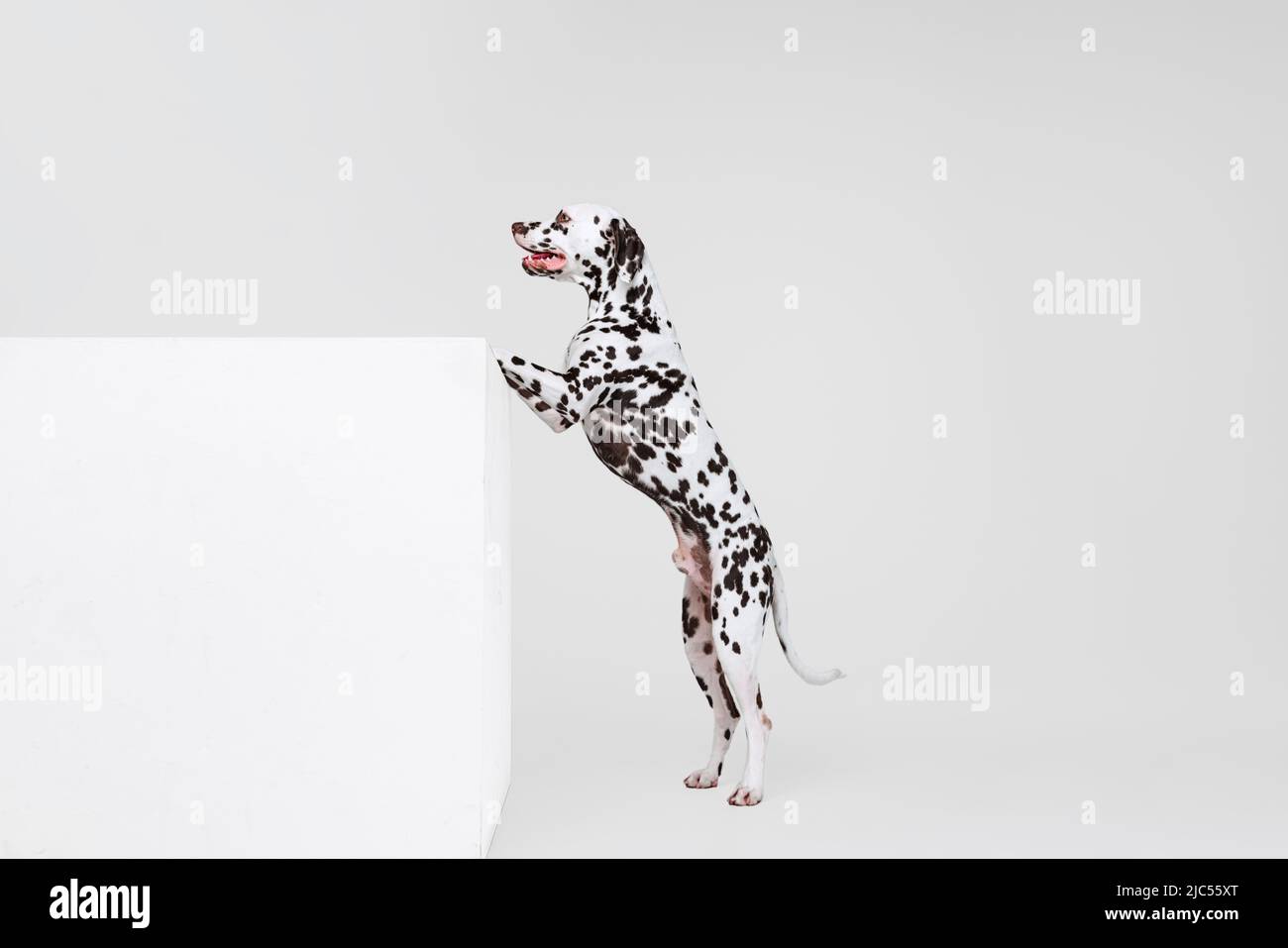 Beautiful dalmatian hires stock photography and images Alamy