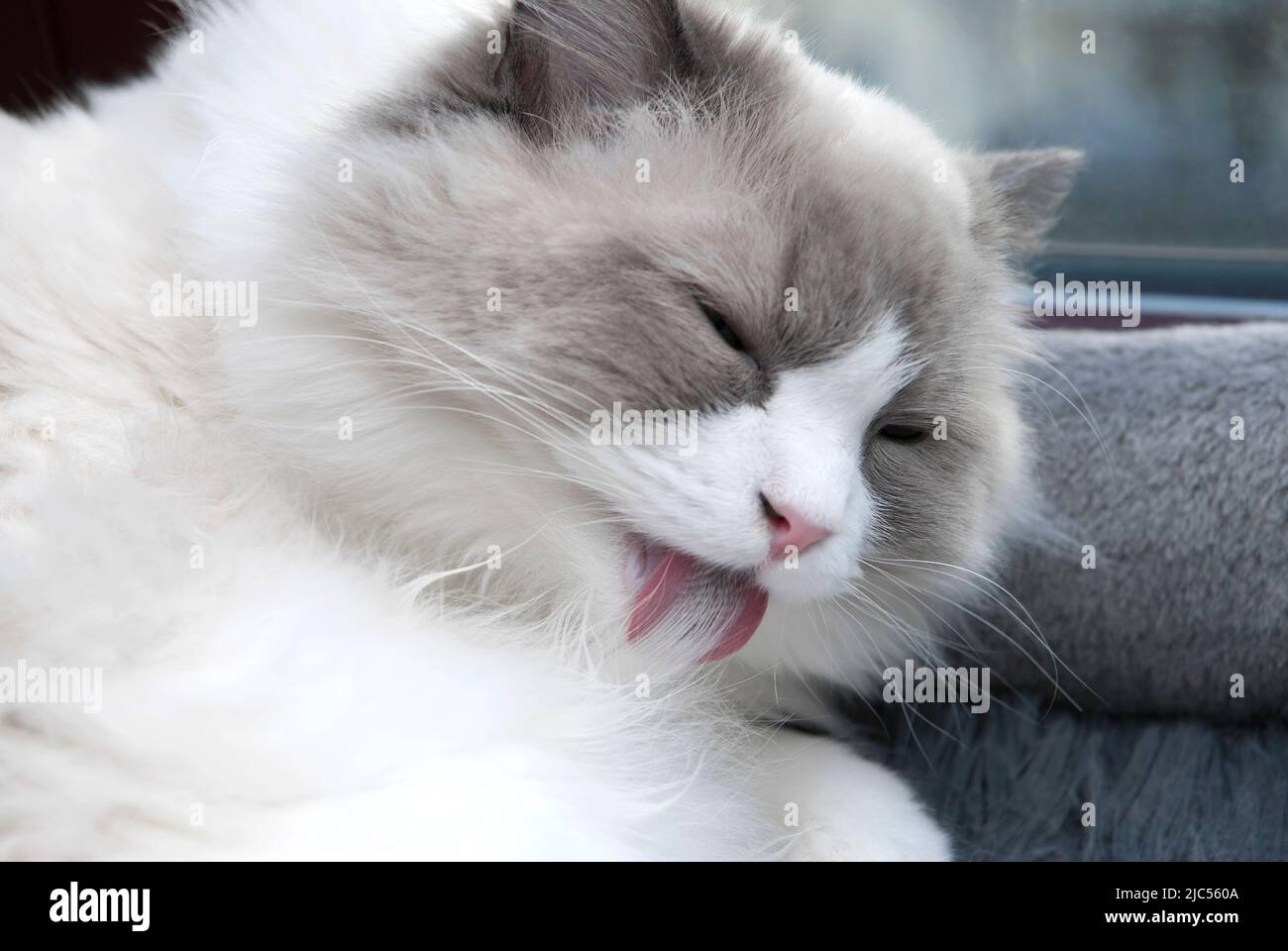 A white ragdool cat cleaning her fur by licking by tongue. Close up. Shallow Depth of Field. SDF. Stock Photo