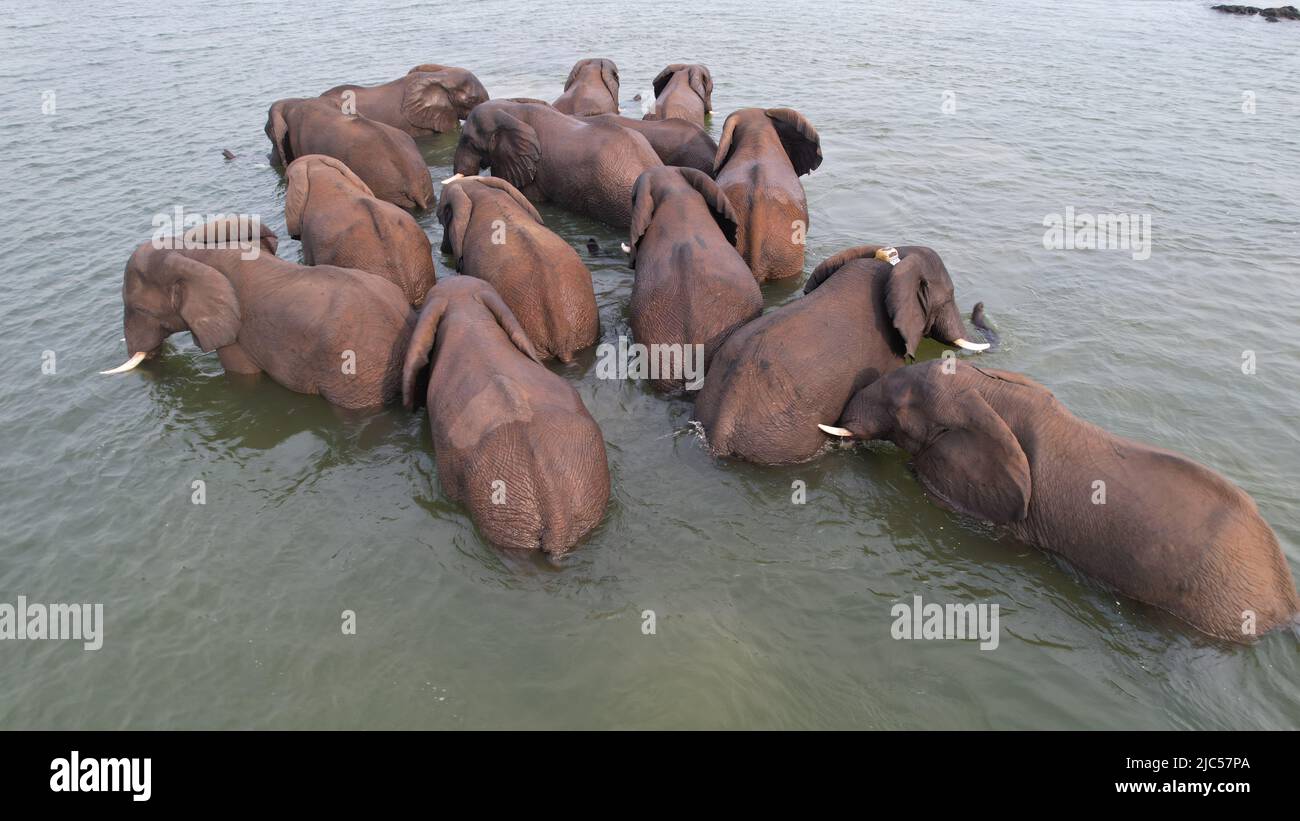 A herd of elephants swimming in the river Stock Photo