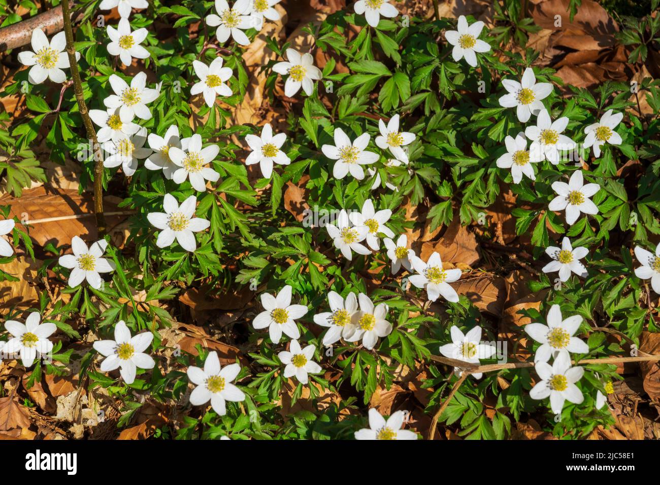 Background image showing flowering wood anemones (Anemonoides nemorosa) among foliage in a