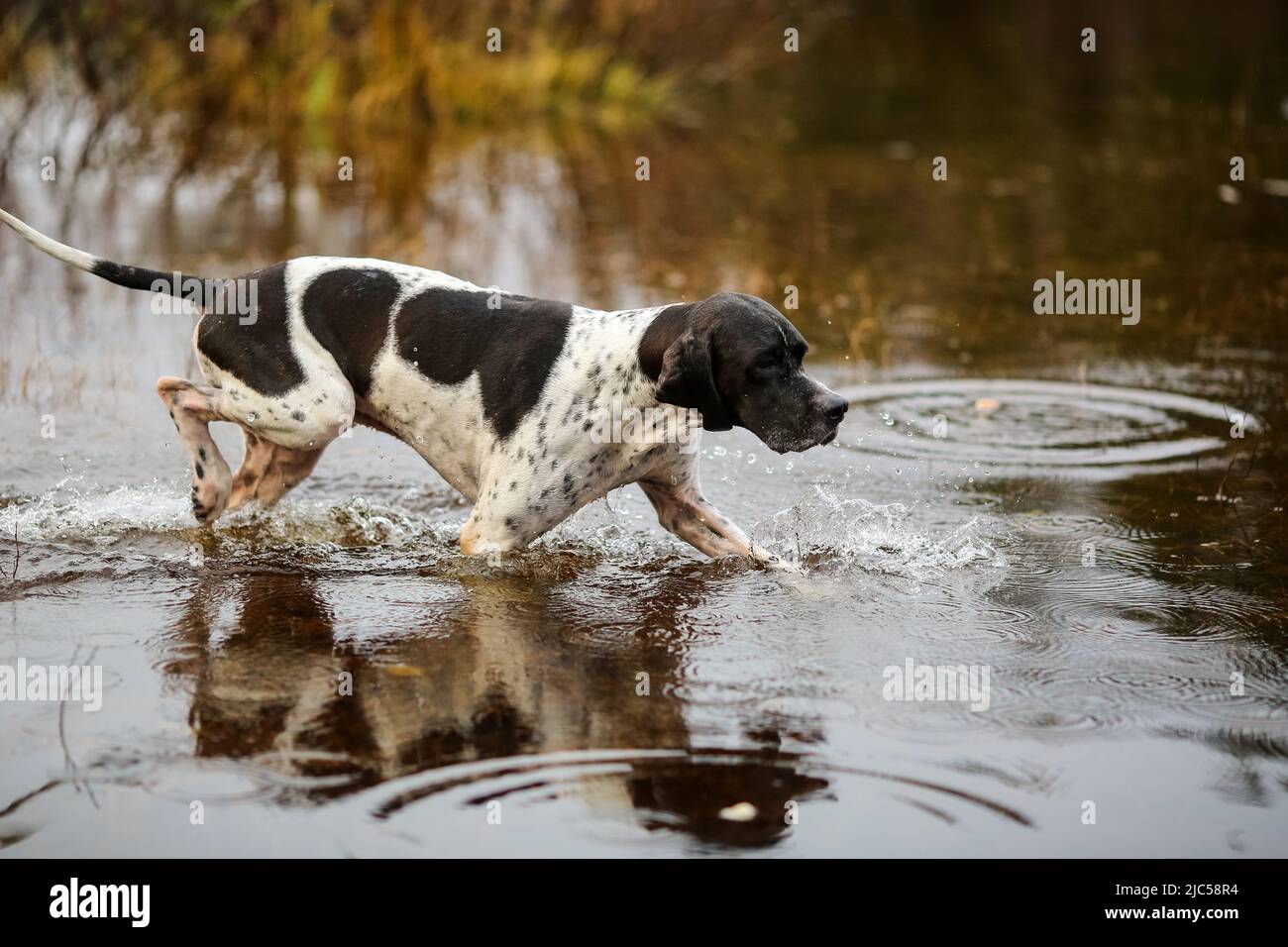 Dog english pointer hunting in the mire Stock Photo - Alamy