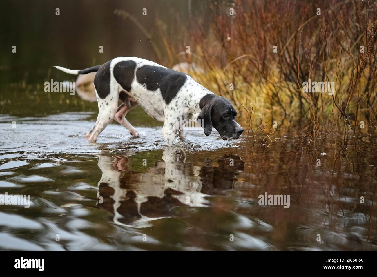 Dog english pointer hunting in the mire Stock Photo - Alamy