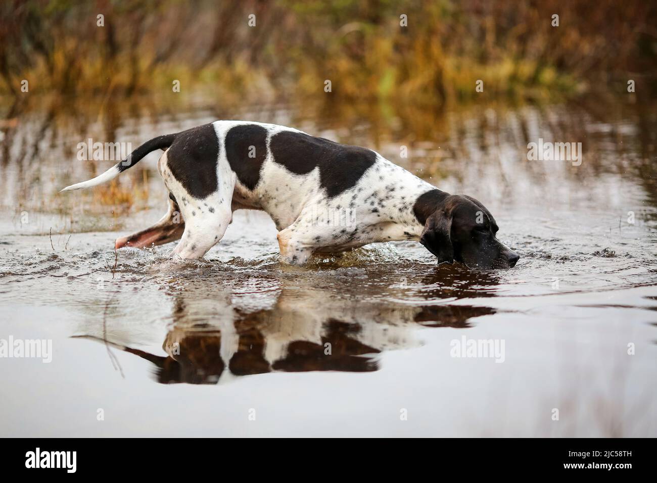Dog english pointer hunting in the mire Stock Photo - Alamy
