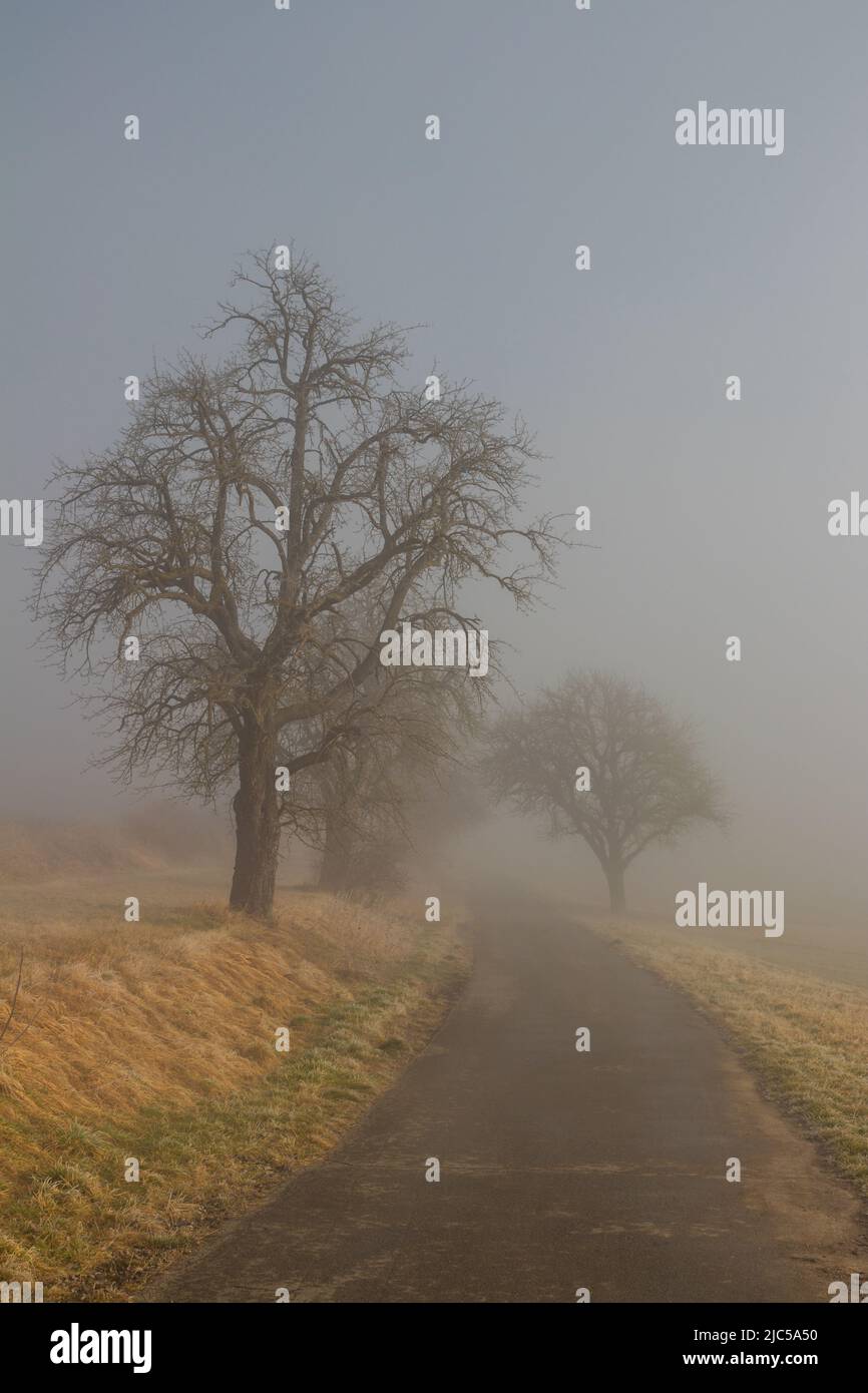 Tree in the morning fog at dawn. sunrise. sun rays at dawn Stock Photo ...