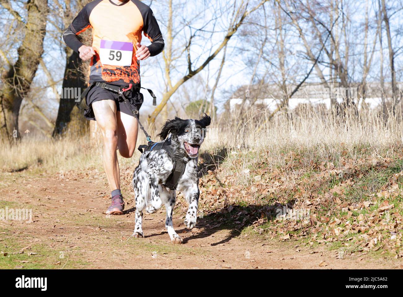 Dog and man taking part in a popular canicross race Stock Photo - Alamy