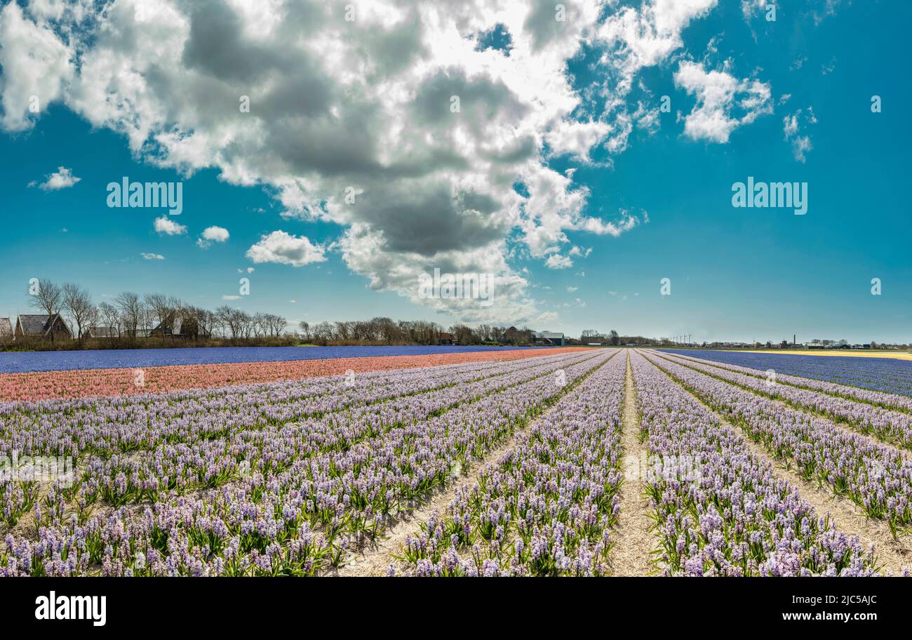 Farmhouses with a field full of purple hyacinth *** Local Caption ***  Netherlands,landscape, flowers, spring, bulbfield, ,Sint Maartensvlotbrug,   No Stock Photo