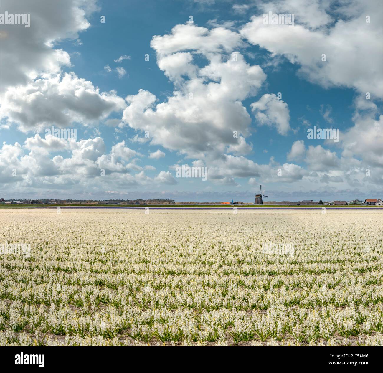 Windmill Noorder-M,  field with white hyacinth *** Local Caption ***  Netherlands,landscape, flowers, spring, bulbfield, ,Sint Maartensvlotbrug,   Noo Stock Photo