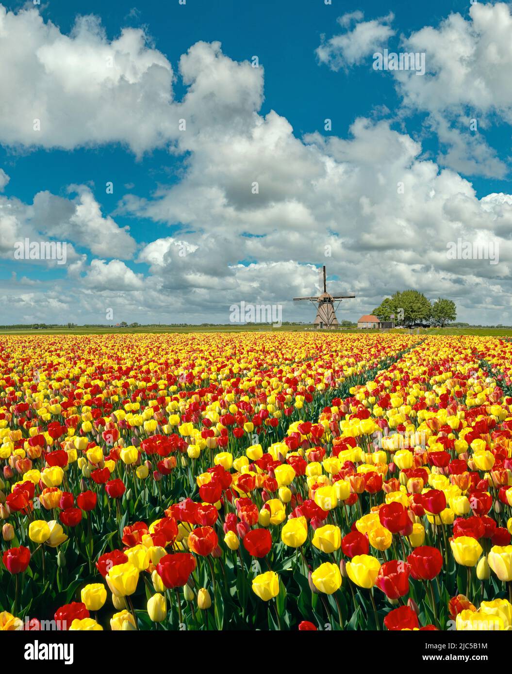 Bulbfield with windmill. Photo composition *** Local Caption ***  Netherlands,windmill, flowers, spring, bulbfield, ,   Zuid-Holland , Netherlands, wi Stock Photo