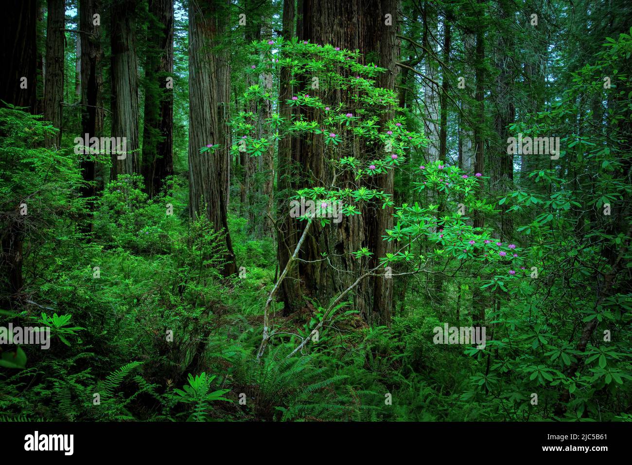 USA, California, West Coast, Crescent City,Del Norte Coast Redwoods State Park *** Local Caption